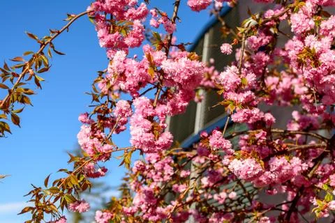 Pink tree flower Stock Photos