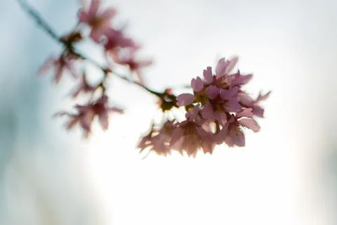 Pink tree flower Stock Photos