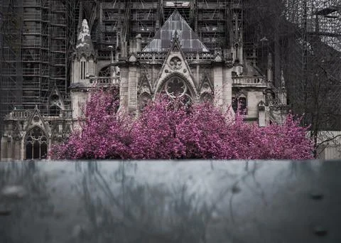 Pink tree flowering in spring next to the Notre Dame in Paris 스톡 사진