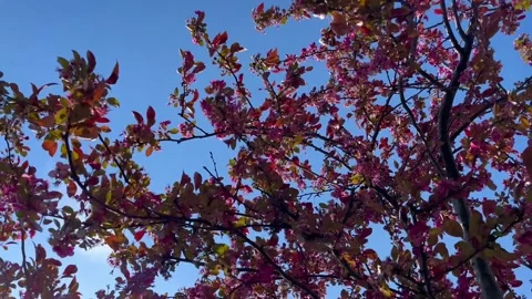 Pink tree  flowers on a cloudy sky - Stock video Stock Footage 240380654