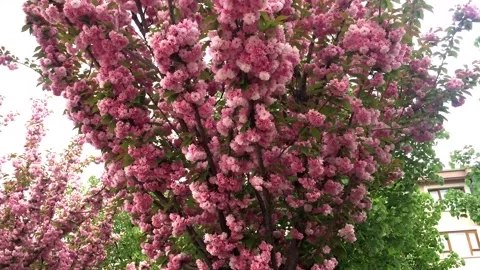 Pink tree flowers Stock Footage 198856874