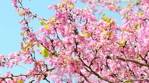 Pink tree Stock Footage 21872638