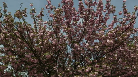Pink tree Stock Footage 22772151