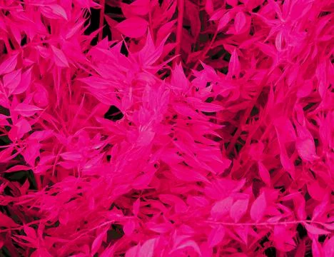 Pink Tree Leaf Flora Background Stock Photos