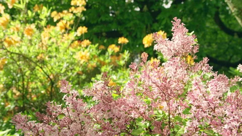 Pink tree with orange tree behind gentle breeze Stock Footage 159319400
