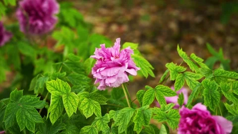 Pink tree peony blown by the winds Stock Footage 332600098