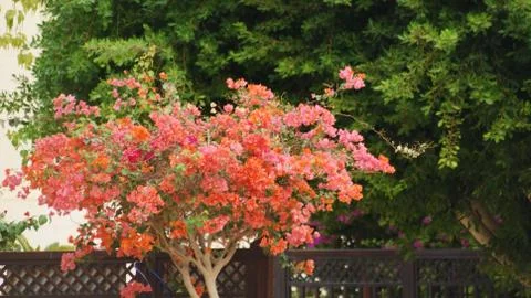 Pink Tree Stock-Fotos