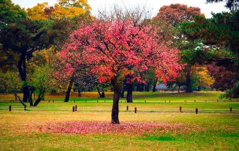 Pink tree Stock Photos