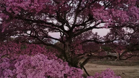 Pink Tree Purple Red Violet Pattern Sunset Pantanal MT Brazil Stock Footage 187261435