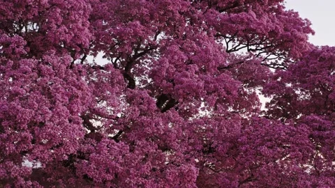 Pink Tree Purple Red Violet Pattern Sunset Pantanal MT Brazil Stock Footage 187261513