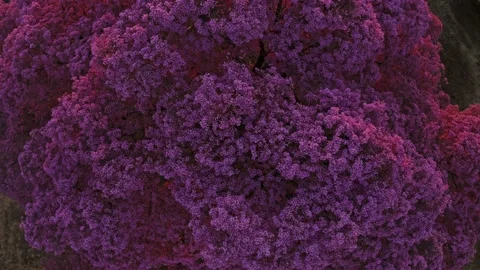 Pink Tree Purple Red Violet Pattern Sunset Pantanal MT Brazil Stock Footage 187265484