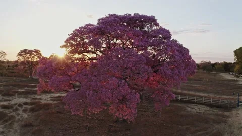 Pink Tree Purple Red Violet Pattern Sunset Pantanal MT Brazil Stock Footage 187265812