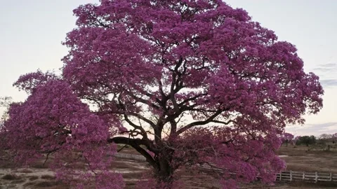 Pink Tree Purple Red Violet Pattern Sunset Pantanal MT Brazil Stock Footage 187266315