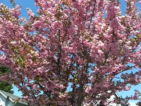Pink Tree in Windy day Stock Footage 383758