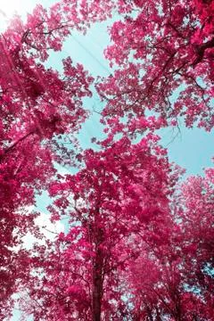 Pink treetops Stock Photos