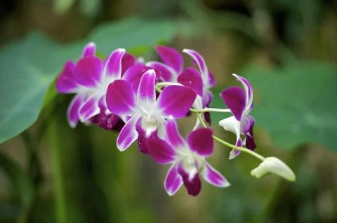 Pink tropical orchidee horizontal photo. Stock Photos
