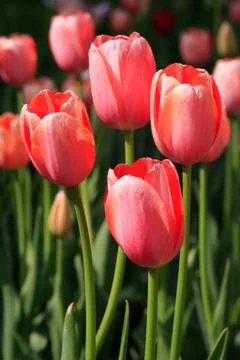 Pink Tulilps Stock Photos