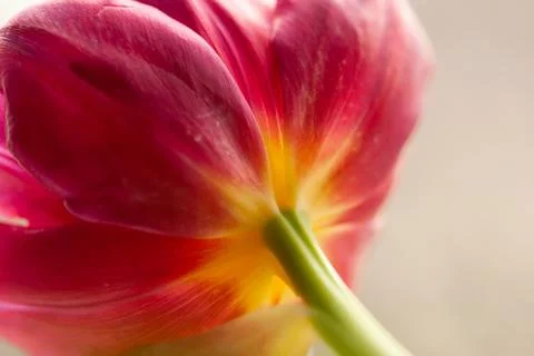 Pink Tulip Abstract Stock Photos