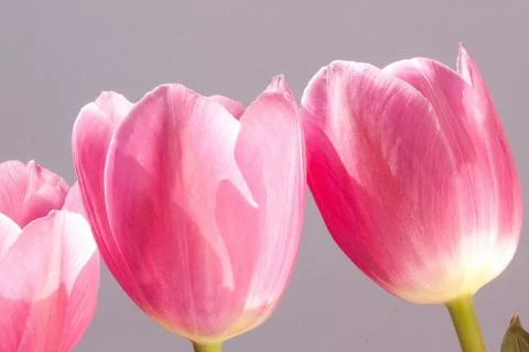 Pink tulip background Stock Photos