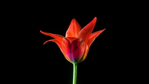 Pink tulip on black background Stock Footage 106808021