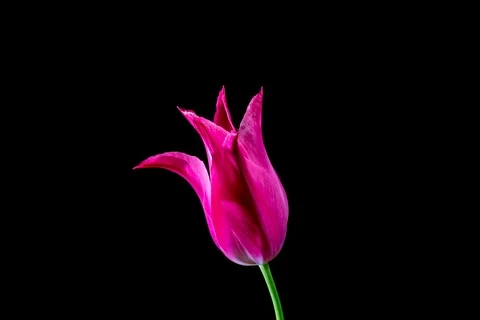 Pink tulip on black background Stock Footage 107648033