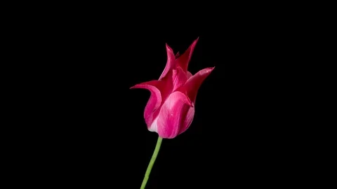 Pink tulip on black background Stock Footage 107651098