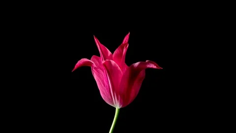 Pink tulip on black background Stock Footage 107651781