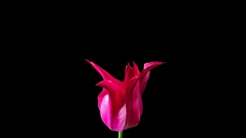 Pink tulip on black background Video stock 107651819