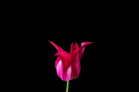 Pink tulip on black background 스톡 동영상 107651883