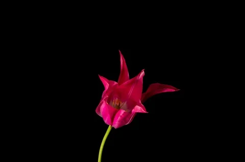 Pink tulip on black background Stock Footage 107651954