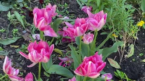 Pink Tulip Bloom Video stock 242005926