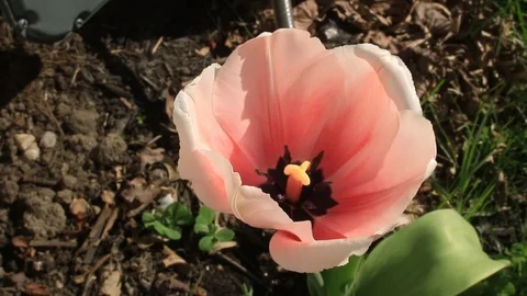 Pink tulip blowing in wind Stock Footage 107555289