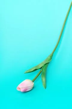 Pink tulip on a blue background vertically falling from top to bottom Stock Photos
