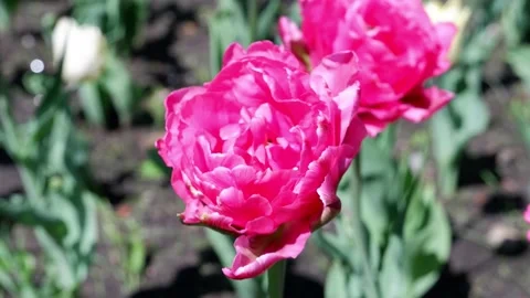 Pink tulip with blurred background. The movement of flowers. Stock Footage 154553967