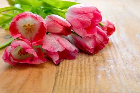 Pink tulip bouquet isolated . Stock Photos