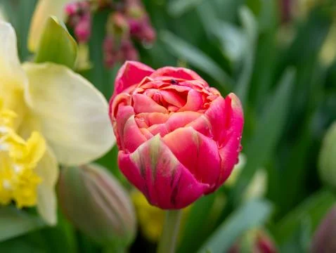 Pink tulip close-up Stock Photos