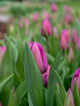 Pink tulip close-up Stock Photos