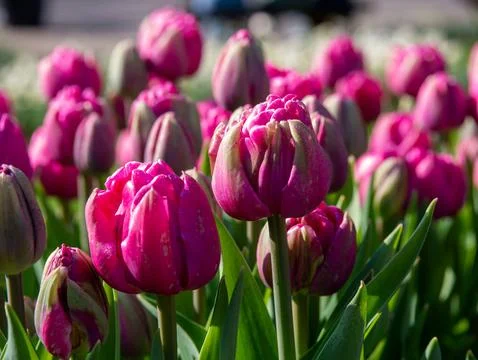 Pink tulip close-up Stock Photos