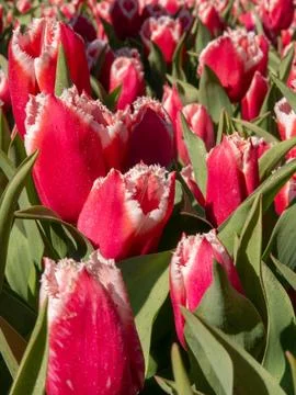 Pink tulip close-up Stock Photos