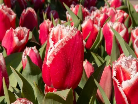 Pink tulip close-up Stock Photos