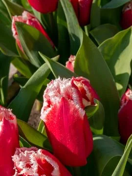 Pink tulip close-up Stock-Fotos