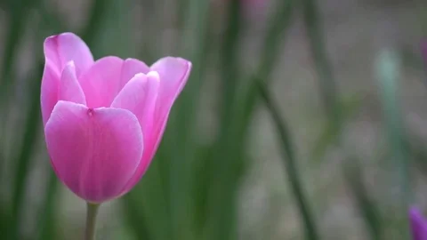 Pink Tulip Close Up Slow Motion Stock Footage 74219875