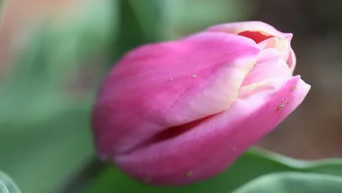 Pink tulip close-up vertical Stock Footage 11019798