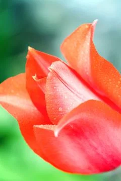 Pink tulip, Close-up view on the button of beautiful Stock Photos