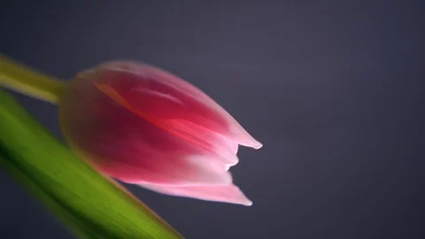 Pink tulip closeup Stock Footage 104361404