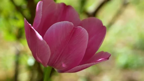 A pink tulip develops in the wind. The first spring flowers. Video stock 193976923