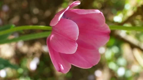 A pink tulip develops in the wind. The first spring flowers. Video stock 194496902