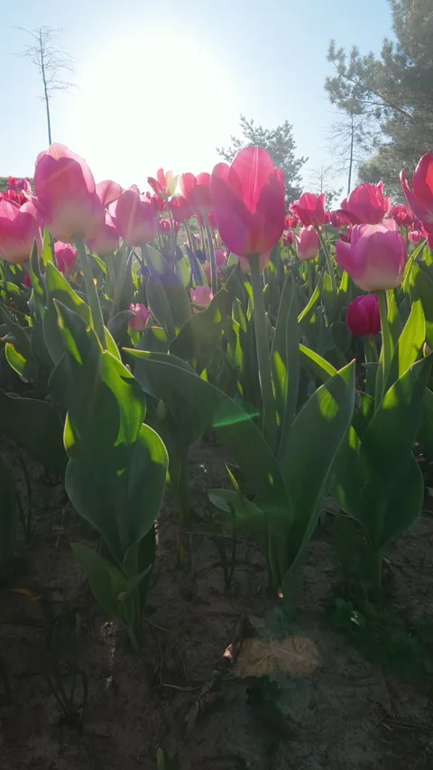 Pink Tulip Field Blooming Under Bright Morning Sun In Spring Stock Footage 344310139