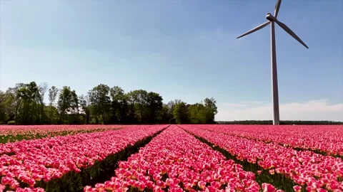 Pink tulip field with a modern wind turbine Stock Footage 346323907
