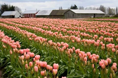 Pink tulip field Stock-Fotos